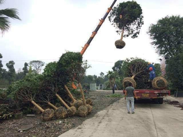 菲律宾网赌合法平台苗木的移植