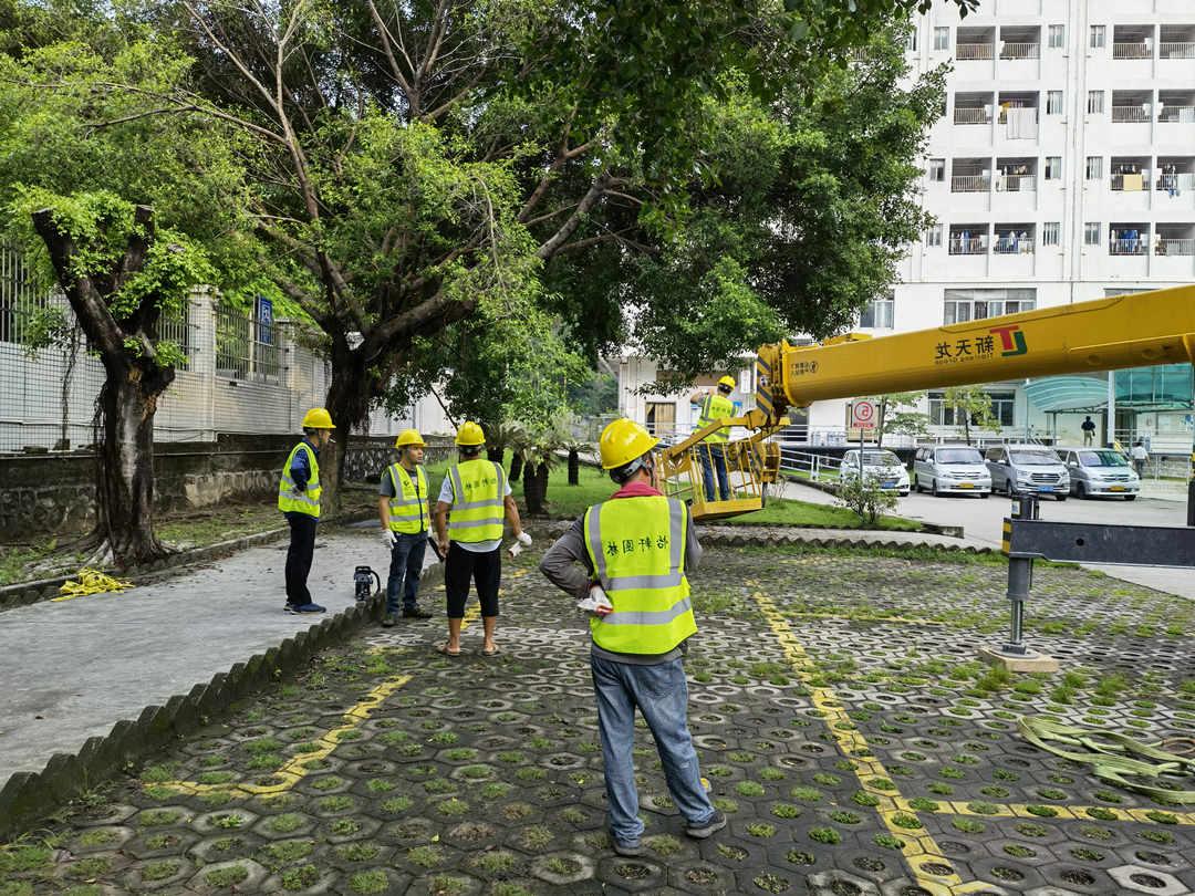 菲律宾网赌合法平台修剪树木