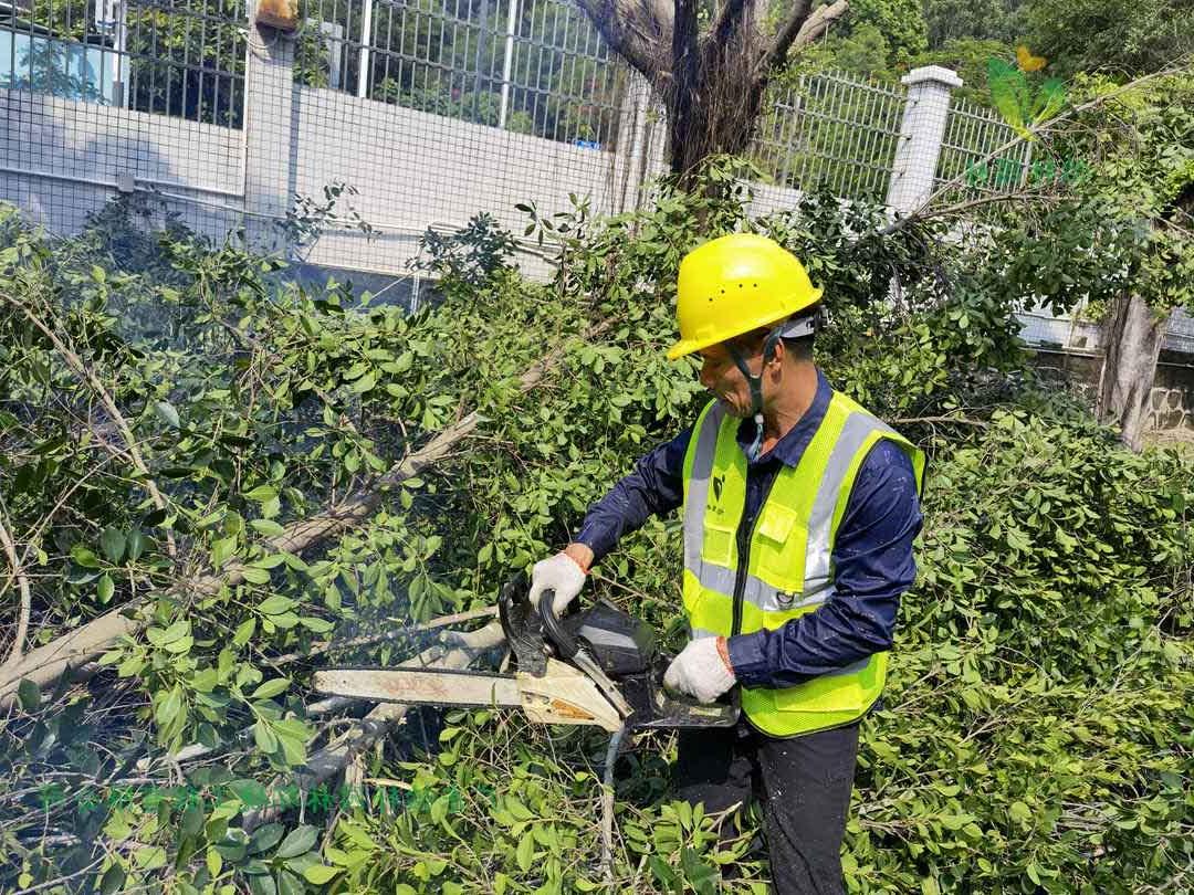 菲律宾网赌合法平台修剪工人锯掉榕树的树枝