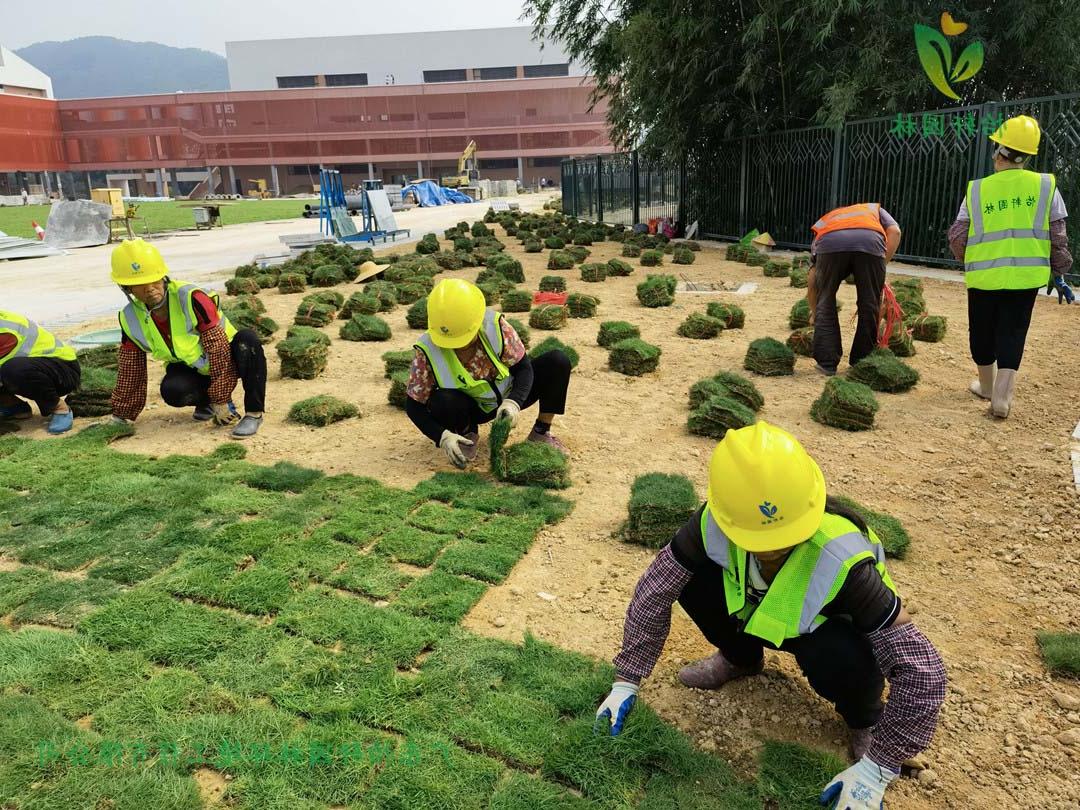 菲律宾网赌合法平台工人铺草皮