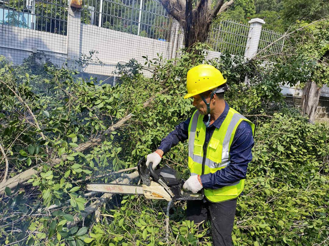 园林绿化公司工人正在修剪大树
